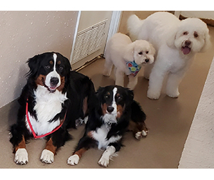 Photos of dogs at Michelle's Dog Grooming