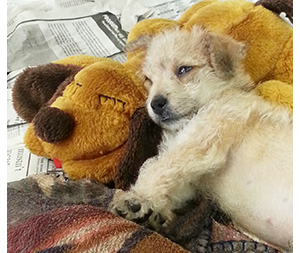 Photo of dogs at Michelle's Dog Grooming