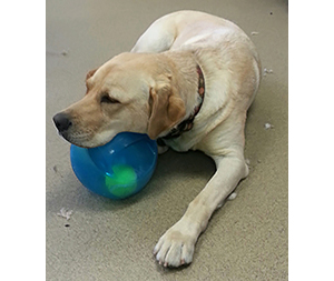 Photo of dogs at Michelle's Dog Grooming