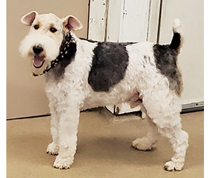 Photo of dogs at Michelle's Dog Grooming