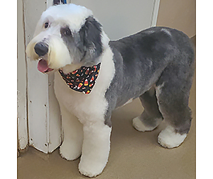 Photo of dogs at Michelle's Dog Grooming