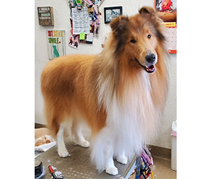 Photo of dogs at Michelle's Dog Grooming