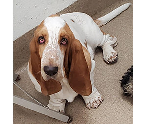 Photo of dogs at Michelle's Dog Grooming