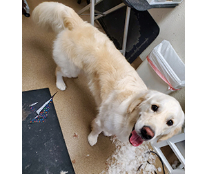 Photo of dogs at Michelle's Dog Grooming