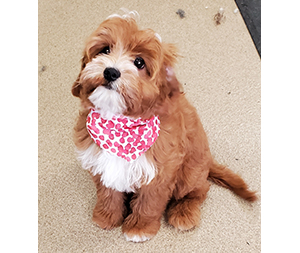 Photo of dogs at Michelle's Dog Grooming