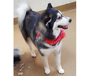 Photo of dogs at Michelle's Dog Grooming