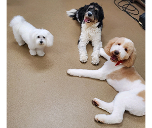 Photo of dogs at Michelle's Dog Grooming