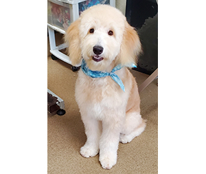 Photo of dogs at Michelle's Dog Grooming