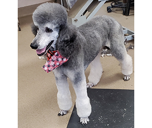 Photo of dogs at Michelle's Dog Grooming