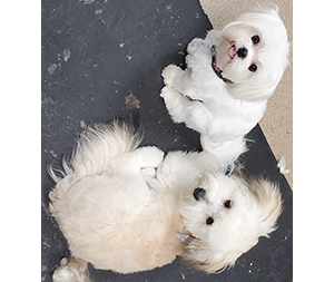 Photo of dogs at Michelle's Dog Grooming