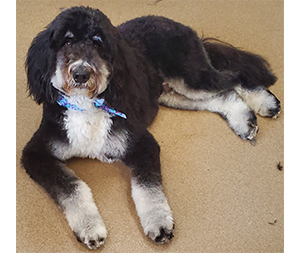 Photo of dogs at Michelle's Dog Grooming