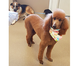 Photo of dogs at Michelle's Dog Grooming