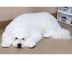 Photo of dogs at Michelle's Dog Grooming