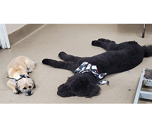 Photo of dogs at Michelle's Dog Grooming