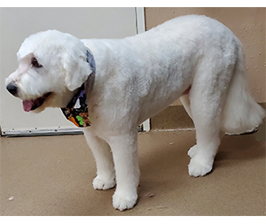 Photo of dogs at Michelle's Dog Grooming