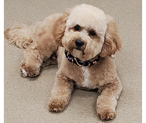 Photo of dogs at Michelle's Dog Grooming