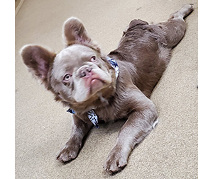 Photo of dogs at Michelle's Dog Grooming