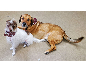 Photo of dogs at Michelle's Dog Grooming