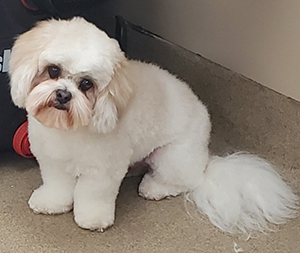 Photo of dogs at Michelle's Dog Grooming