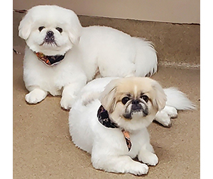 Photo of dogs at Michelle's Dog Grooming