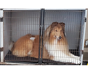 Photo of dogs at Michelle's Dog Grooming