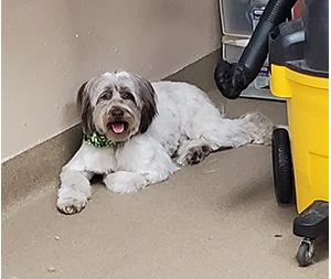 Photo of dogs at Michelle's Dog Grooming
