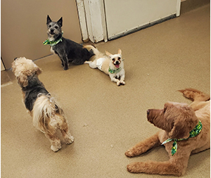 Photo of dogs at Michelle's Dog Grooming