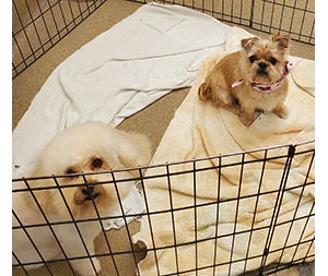 Photo of dogs at Michelle's Dog Grooming