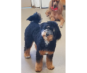 Photo of dogs at Michelle's Dog Grooming