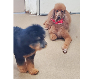 Photo of dogs at Michelle's Dog Grooming