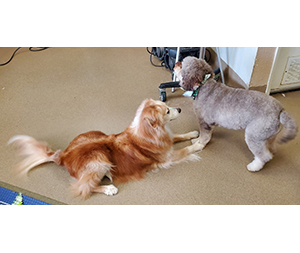Photo of dogs at Michelle's Dog Grooming