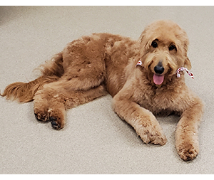 Photo of dogs at Michelle's Dog Grooming