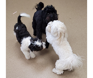 Photo of dogs at Michelle's Dog Grooming