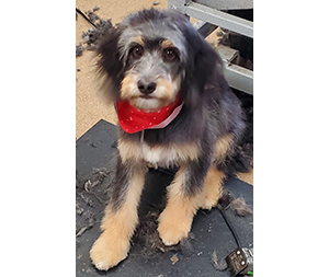 Photo of dogs at Michelle's Dog Grooming